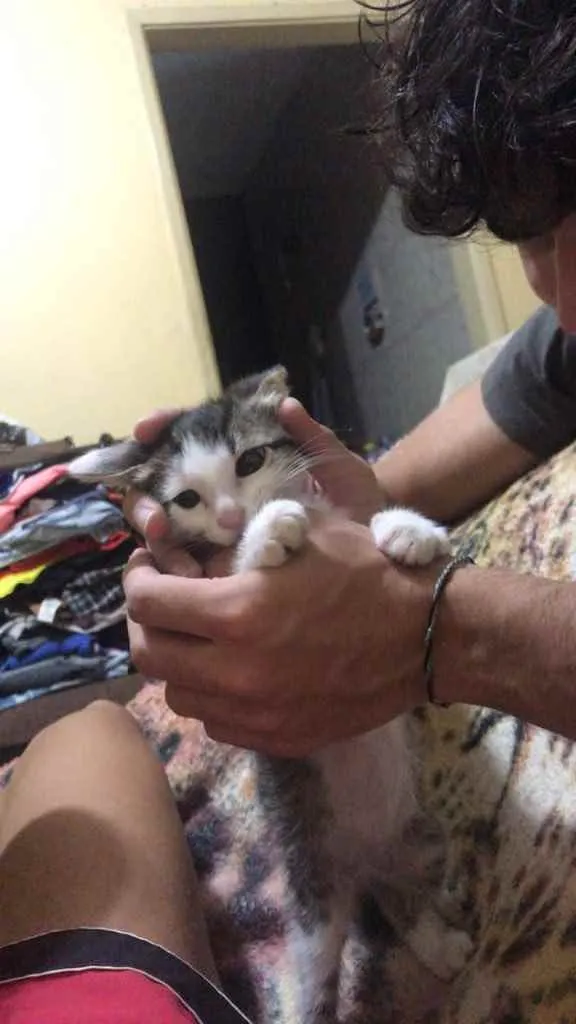 Gato ra a Vira-Lata idade 2 a 6 meses nome Sopa