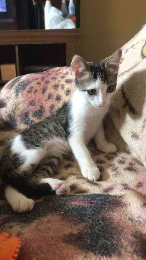 Gato ra a Vira-Lata idade 2 a 6 meses nome Sopa