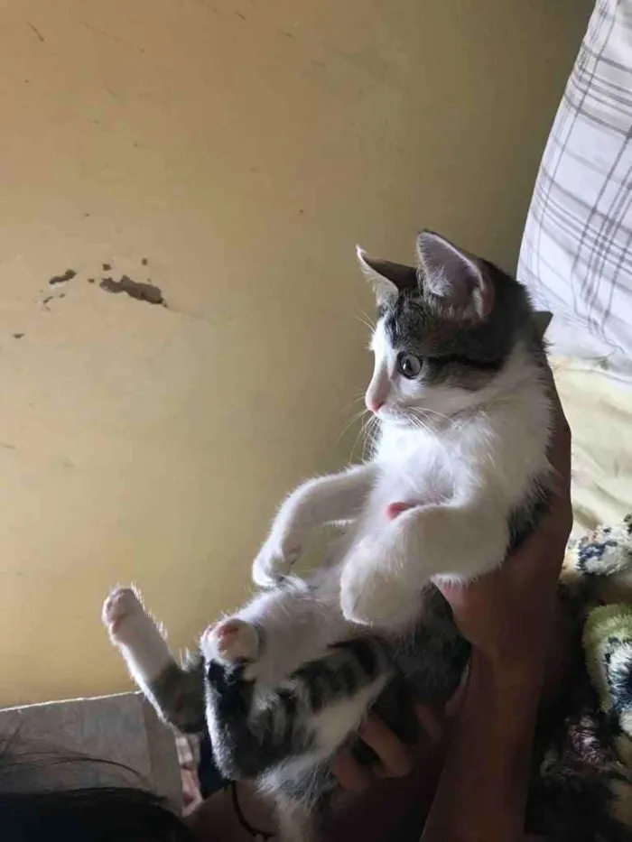 Gato ra a Vira-Lata idade 2 a 6 meses nome Sopa