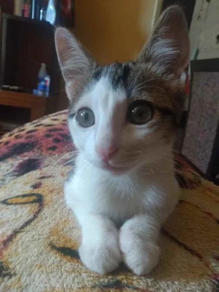 Gato ra a Vira-Lata idade 2 a 6 meses nome Sopa