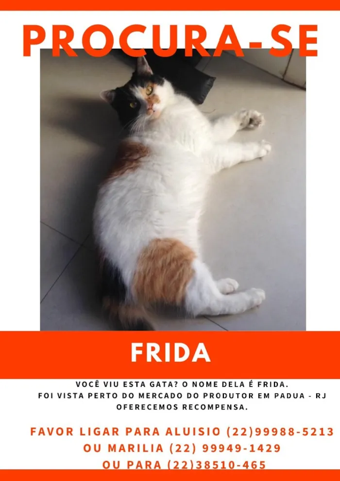 Gato raça SRD-ViraLata idade 4 anos nome Frida GRATIFICA