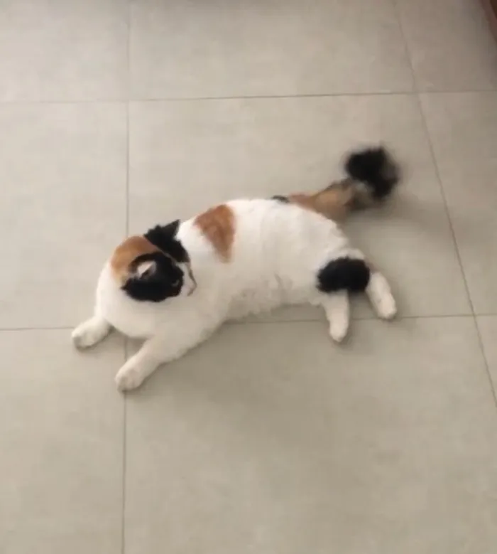 Gato raça SRD-ViraLata idade 4 anos nome Frida GRATIFICA