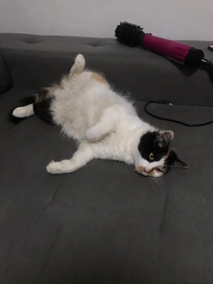Gato raça SRD-ViraLata idade 4 anos nome Frida GRATIFICA