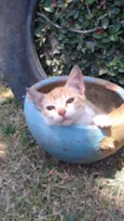 Gatinho