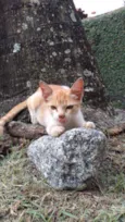Gatinho