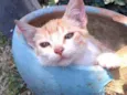 Gatinho
