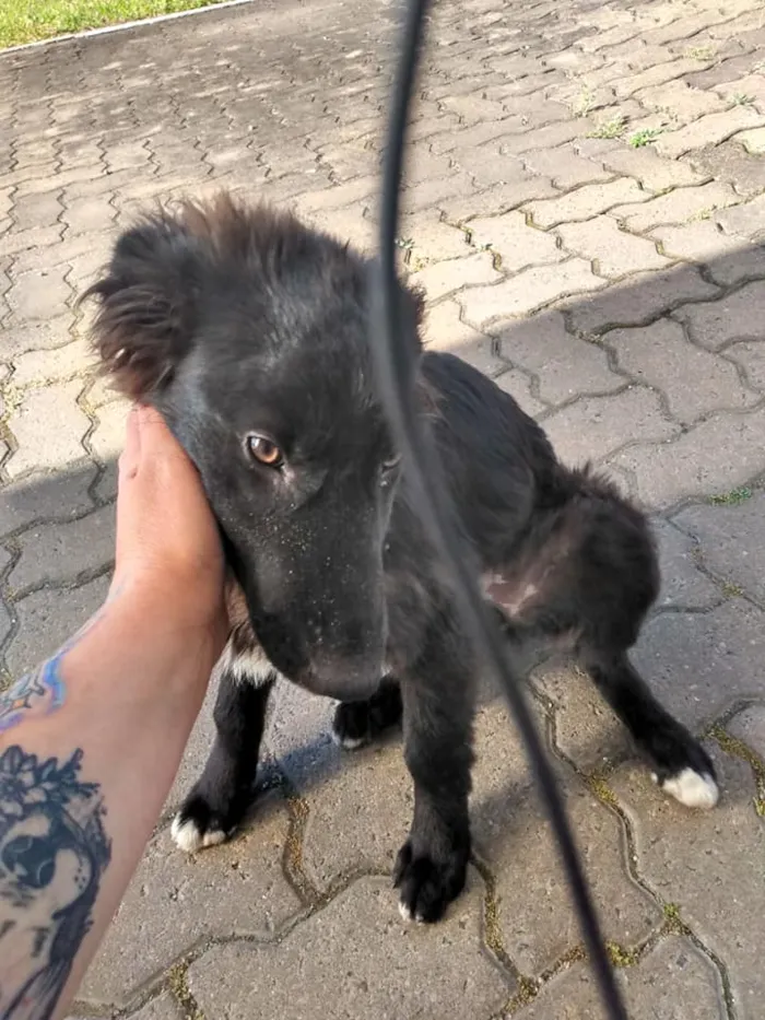 Cachorro ra a Vira lata idade 2 a 6 meses nome sem nome