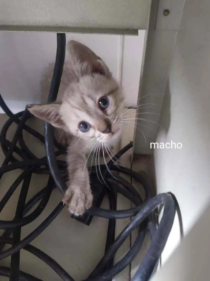 Gato ra a Srd idade Abaixo de 2 meses nome Leo