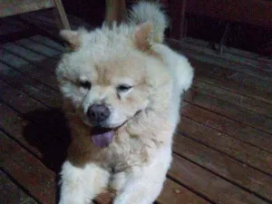 Cachorro raça Chow chow idade 6 ou mais anos nome Ayron