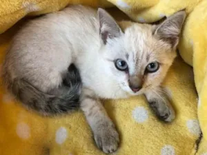 Gato raça SRD idade 2 a 6 meses nome LINDOS FILHOTES