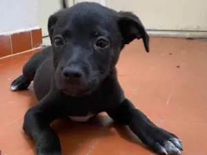 Cachorro raça SRD idade 2 a 6 meses nome Brigadeiro 