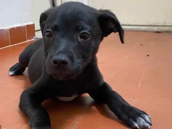 Cachorro ra a SRD idade 2 a 6 meses nome Brigadeiro 
