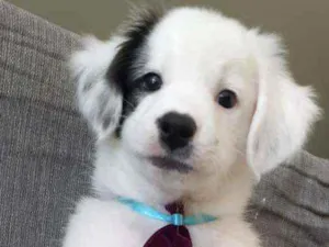 Cachorro raça Mista idade 7 a 11 meses nome Duque