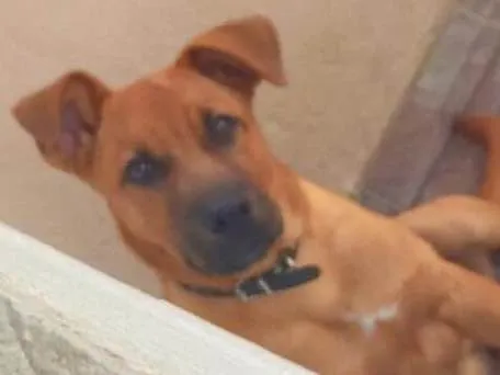 Cachorro raça SRD-ViraLata idade 2 a 6 meses nome scotty