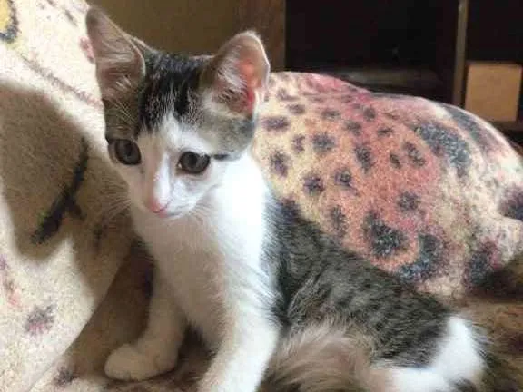 Gato ra a Vira-Lata idade 2 a 6 meses nome Sopa
