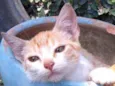 Gatinho