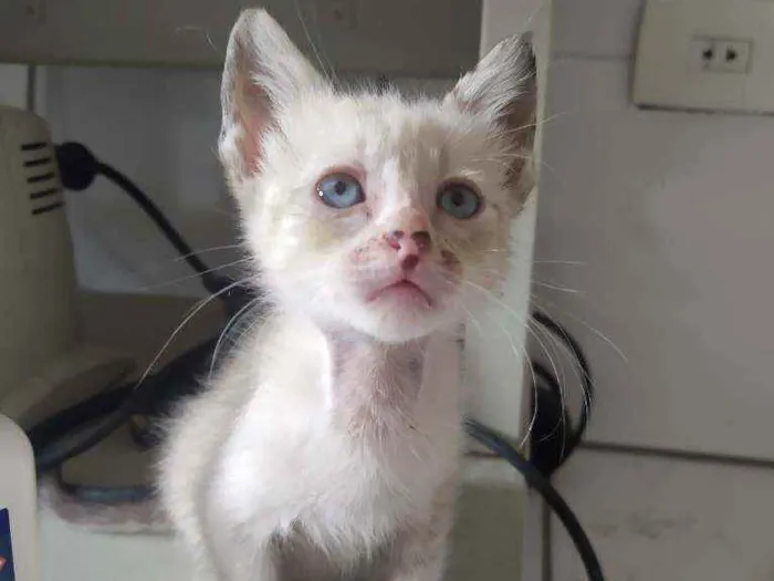 Gato ra a Srd idade Abaixo de 2 meses nome Bia