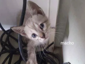 Gato raça Srd idade Abaixo de 2 meses nome Leo