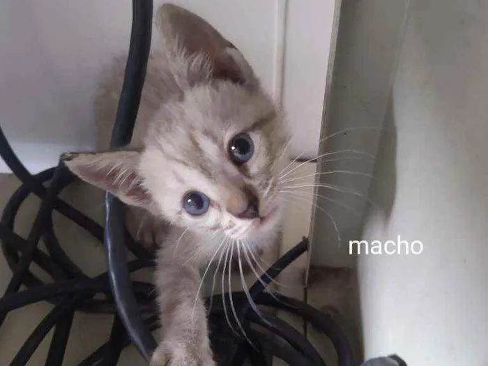Gato ra a Srd idade Abaixo de 2 meses nome Leo