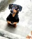 Cachorro raça Daschund  idade 4 anos nome Fred 