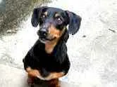 Cachorro raça Daschund  idade 4 anos nome Fred 
