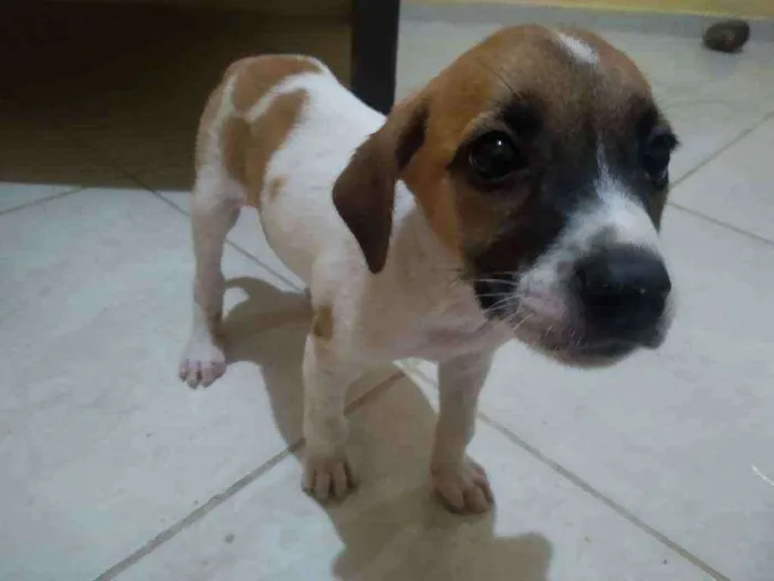 Cachorro ra a Indefinida idade 2 a 6 meses nome Dengo