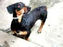Cachorro raça Daschund  idade 4 anos nome Fred 