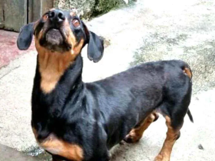 Cachorro raça Daschund  idade 4 anos nome Fred 