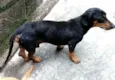 Cachorro raça Daschund  idade 4 anos nome Fred 