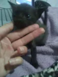  Tobata