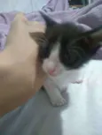 Panchito