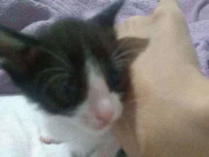 Gato raça Mista idade Abaixo de 2 meses nome Panchito