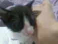Panchito