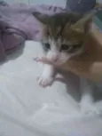 Pirulito