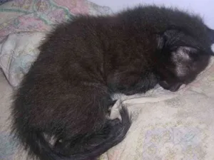 Gato raça Mista idade 2 a 6 meses nome Pitillo