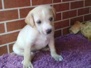 Cachorro raça SRD idade Abaixo de 2 meses nome Filhotes Valentina