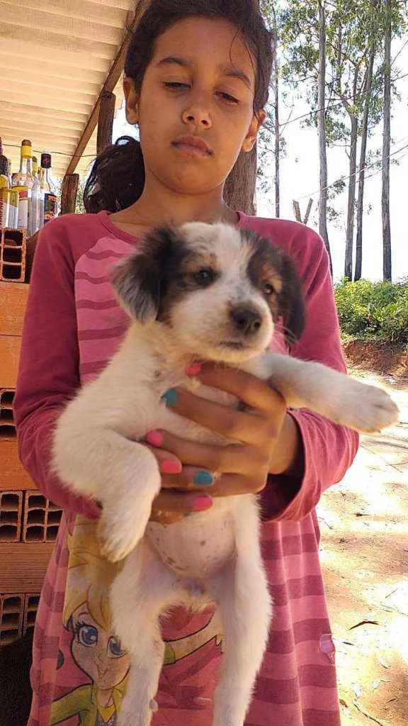 Cachorro raça SRD idade 2 a 6 meses nome Filhotes 