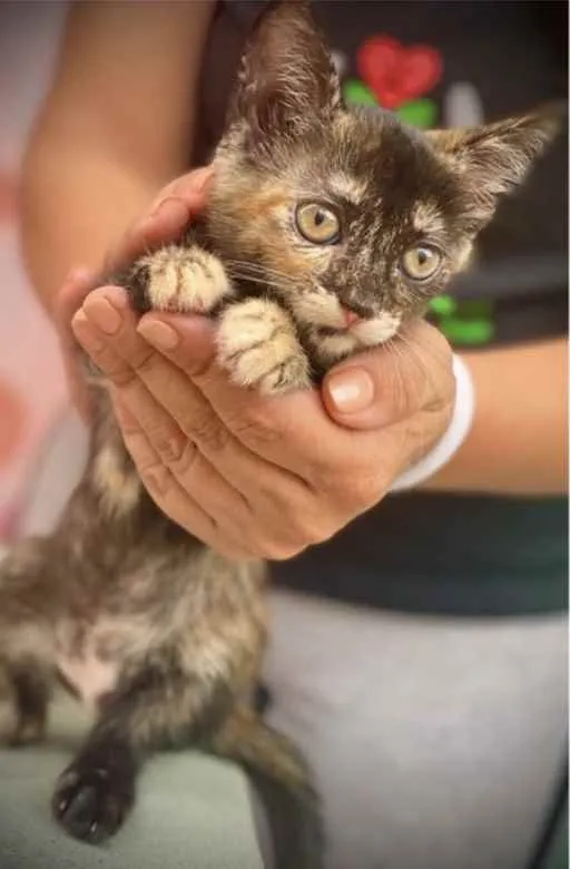 Gato ra a SRD idade 2 a 6 meses nome Lontrinha 