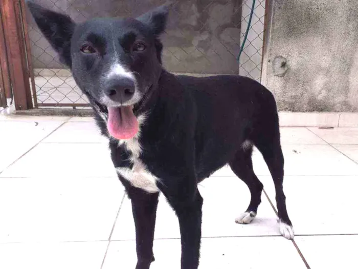 Cachorro raça SRD idade 1 ano nome Brunete