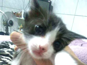 Gato raça Mista idade 2 a 6 meses nome Tom