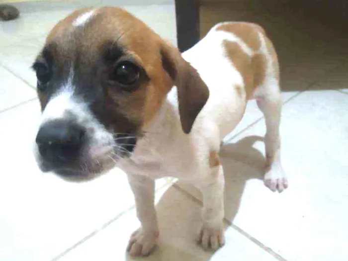 Cachorro ra a Indefinida idade 2 a 6 meses nome Dengo