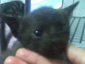 Gato raça Mista idade 2 a 6 meses nome  Tobata