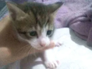 Gato raça Mista idade Abaixo de 2 meses nome Pirulito