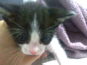Gato raça Mista idade Abaixo de 2 meses nome Caramelo