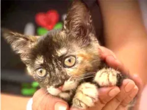 Gato raça SRD idade 2 a 6 meses nome Lontrinha 