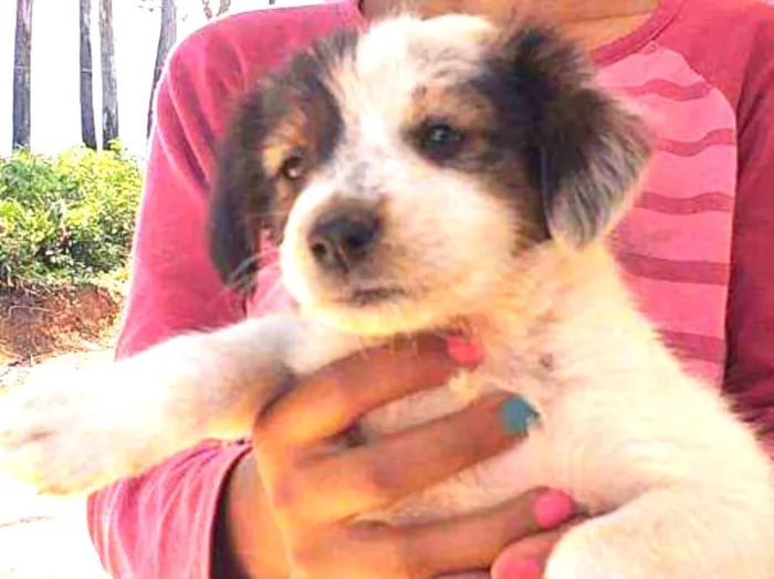 Cachorro raça SRD idade 2 a 6 meses nome Filhotes 