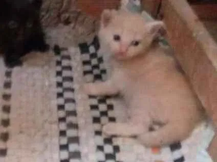 Gato raça Srd idade Abaixo de 2 meses nome Lindinho