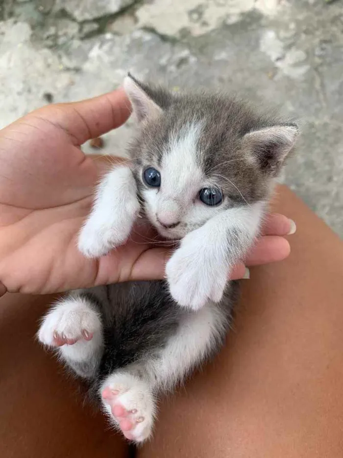 Gato ra a  idade Abaixo de 2 meses nome Não tem nome