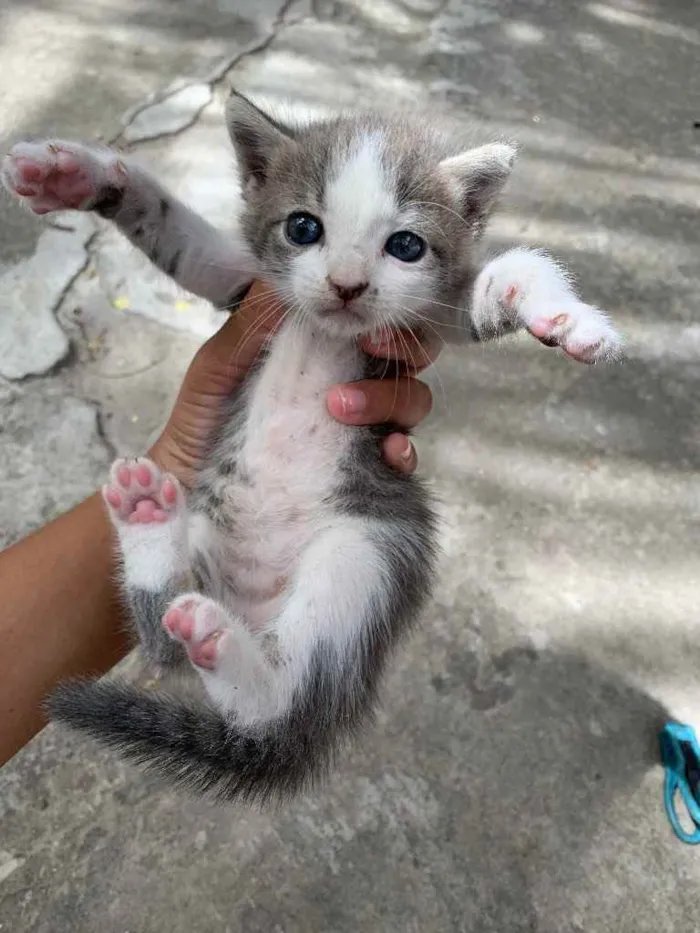 Gato ra a  idade Abaixo de 2 meses nome Não tem nome