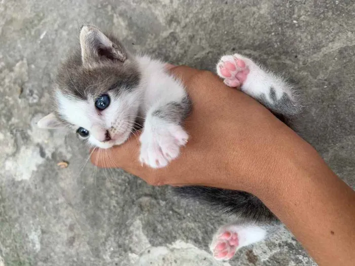 Gato ra a  idade Abaixo de 2 meses nome Não tem nome